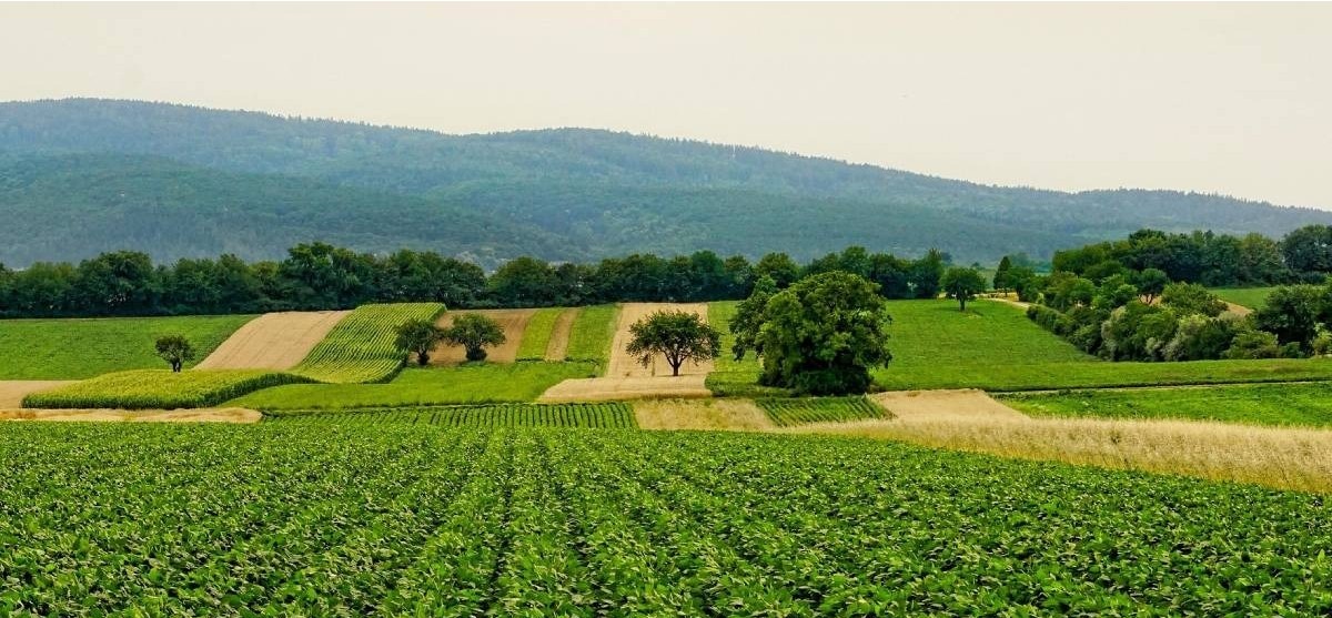 Green forest landscape — UNEP IIFSR project