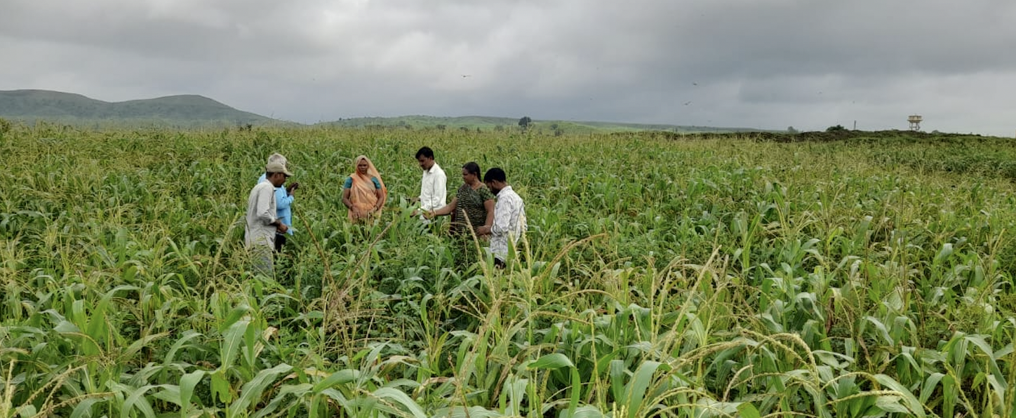 Sunrise over Indian farmland — climate action