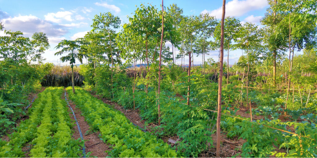 Sunlight through forest canopy — ecosystem research